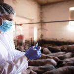 Facility Manager - Animal Science (Elsenburg)