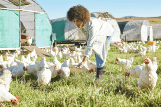 Amphi SA Poultry Processing Learnership for Mafikeng Youth