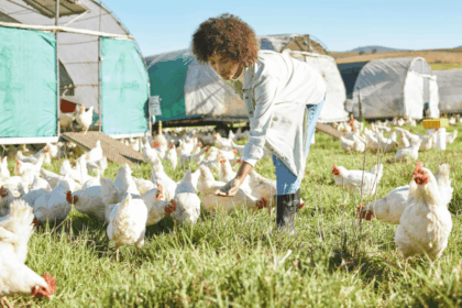 Amphi SA Poultry Processing Learnership for Mafikeng Youth