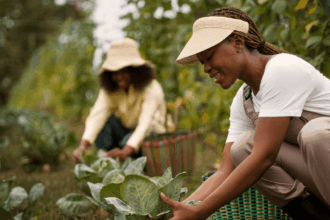 Vastfontein Farm Work Integrated Learning Programme